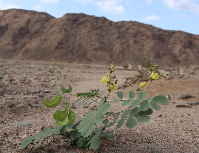 Whole plant