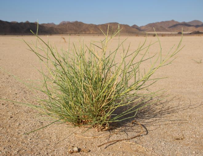 Whole plant