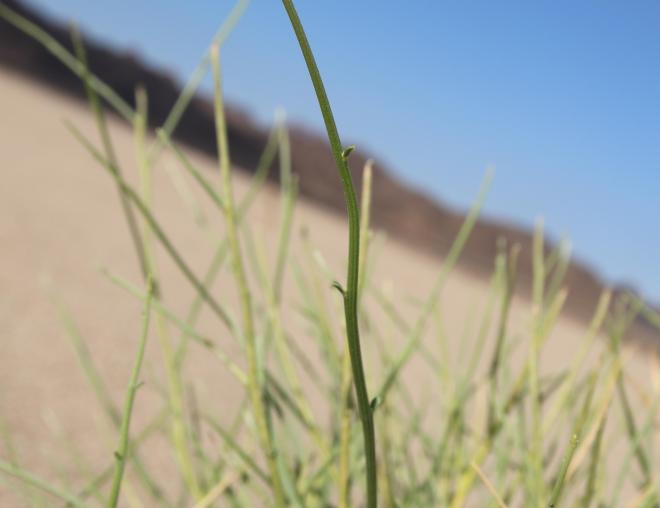 Crotalaria aegyptiaca branches