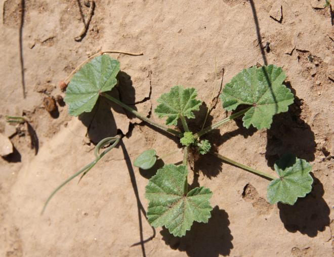 Malva parviflora leaves