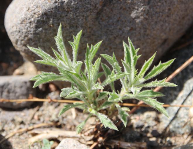 Whole plant