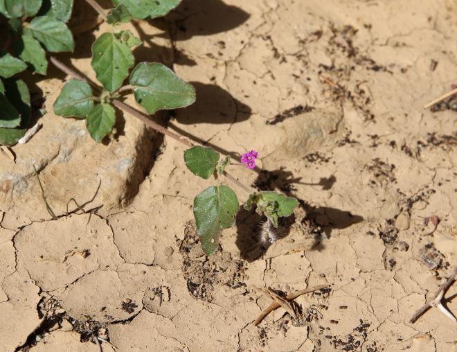 Boerhavia repens flowers and leaves