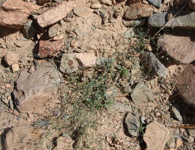 Whole plant