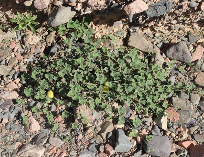 Whole plant