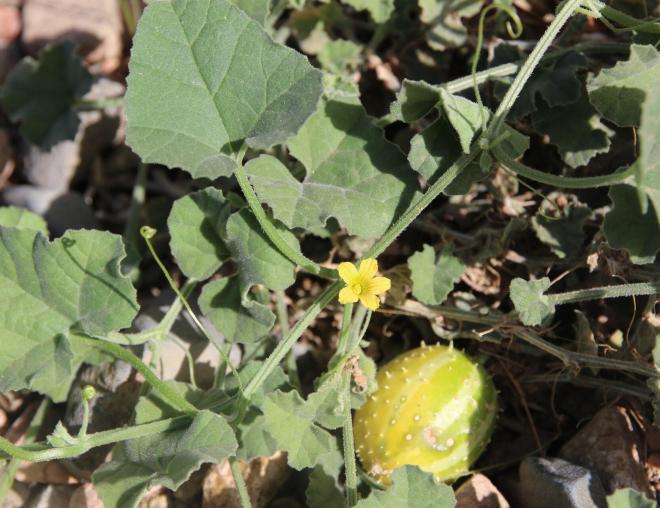 Cucumis prophetarum flower