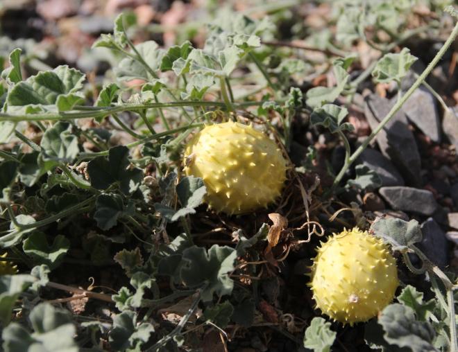 Cucumis prophetarum fruits
