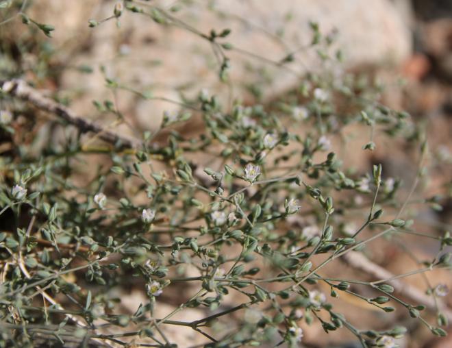 Polycarpaea robbairea flowers
