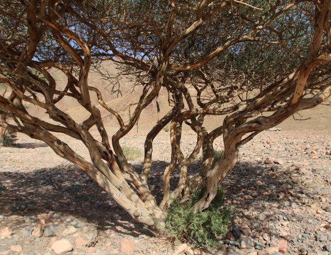 Whole plant