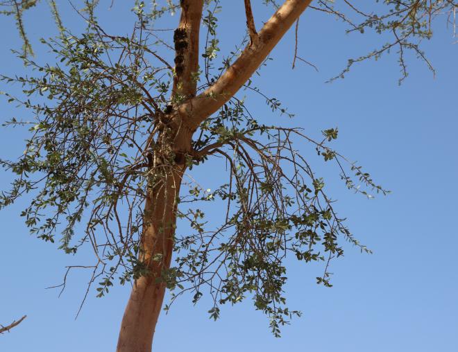 Whole plant