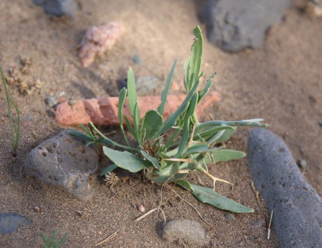 Zilla spinosa seedling