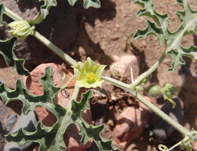 Citrullus colocynthis flower