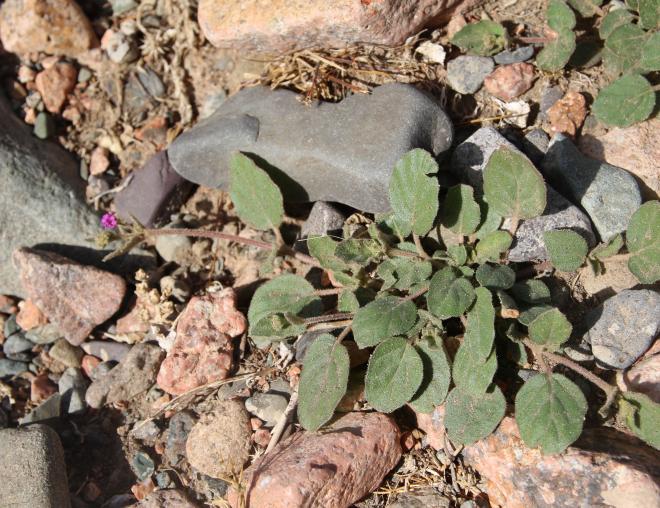 Boerhavia repens leaves