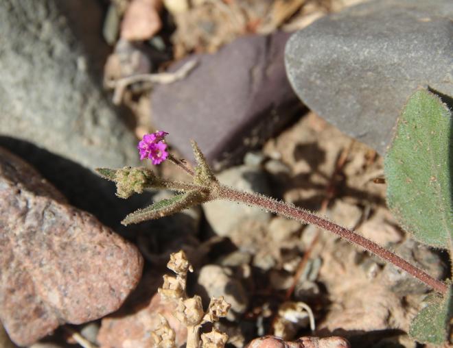 Boerhavia repens flowers and leaves