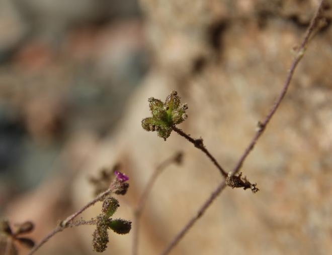 Boerhavia repens fruits