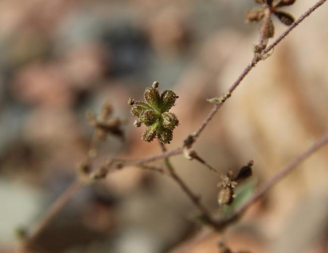 Boerhavia repens fruits