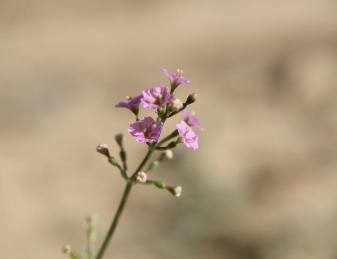 Commicarpus helenae flowers