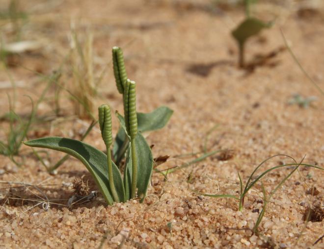 Whole plant