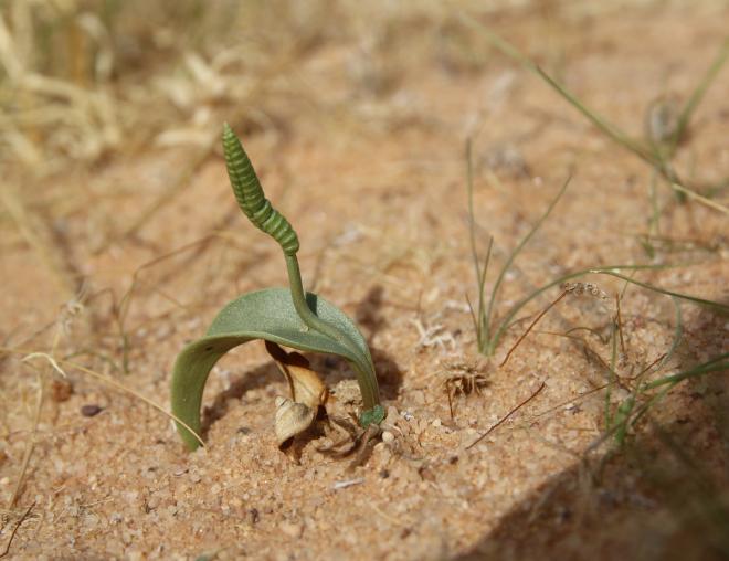 Whole plant