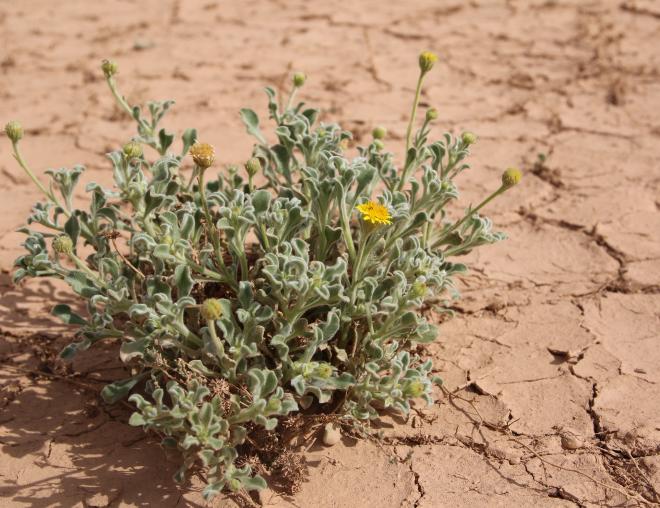 Whole plant