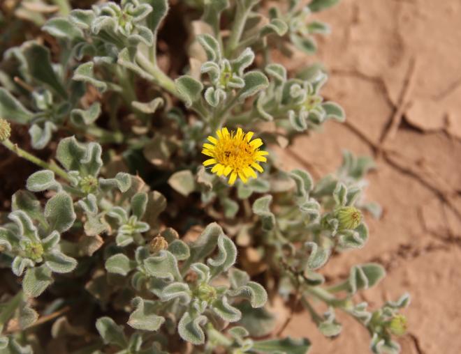 Pulicaria guestii flowers