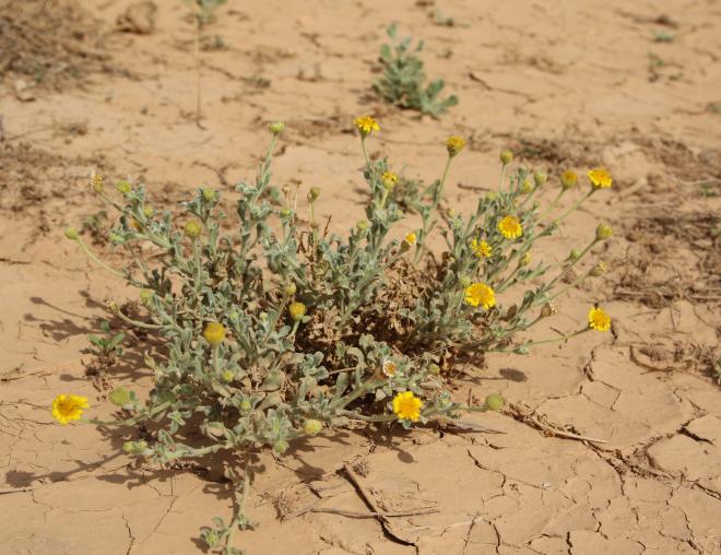 Whole plant