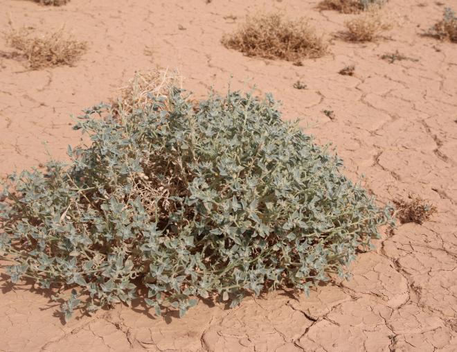 Whole plant
