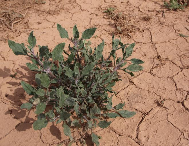 Whole plant