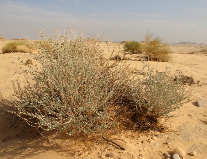 Whole plant