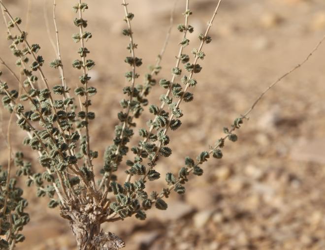 Whole plant