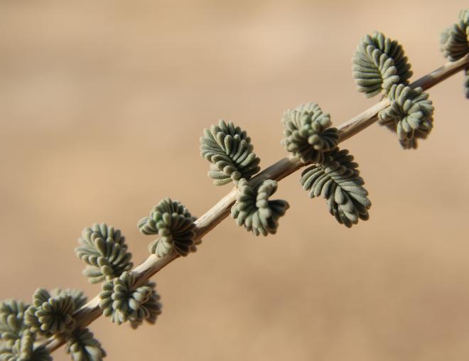 Thymbra nabateorum leaves
