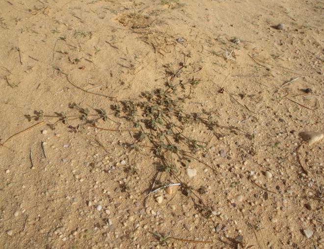 Whole plant