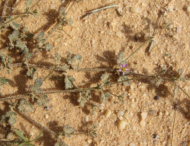 Zygophyllum glutinosum leaves