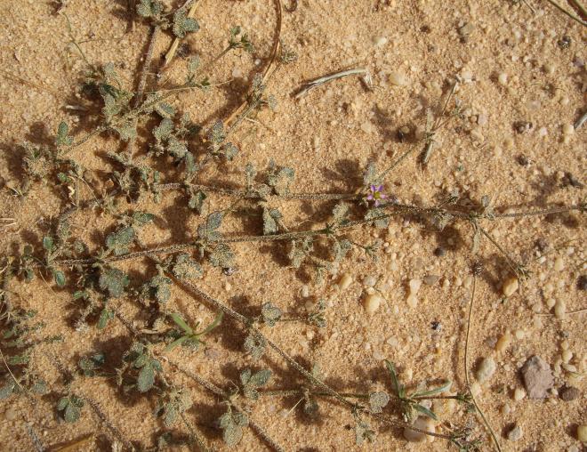 Zygophyllum glutinosum leaves
