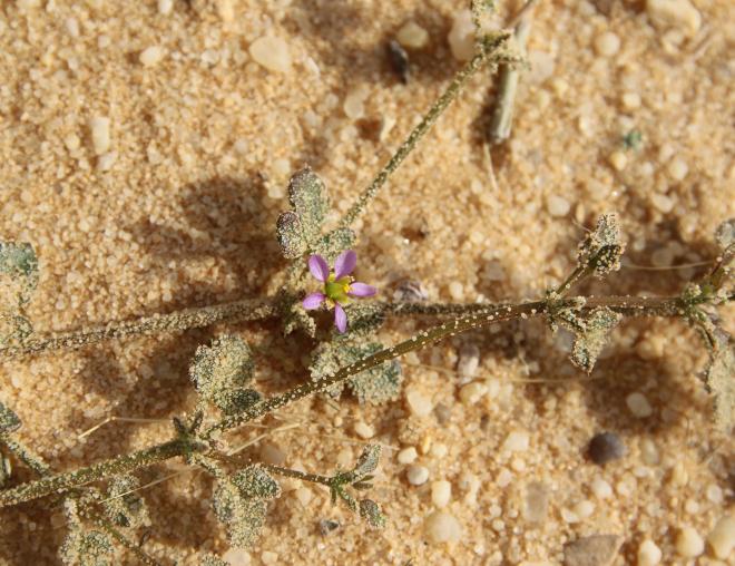 Zygophyllum glutinosum flower