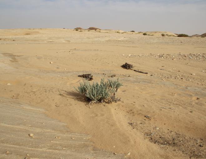 Whole plant