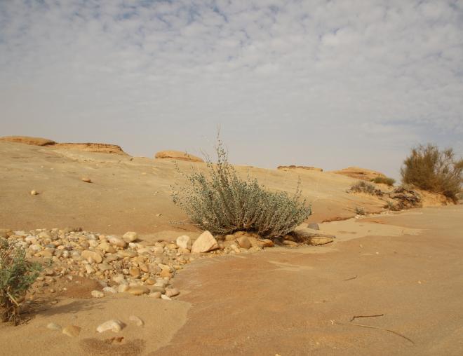 Whole plant
