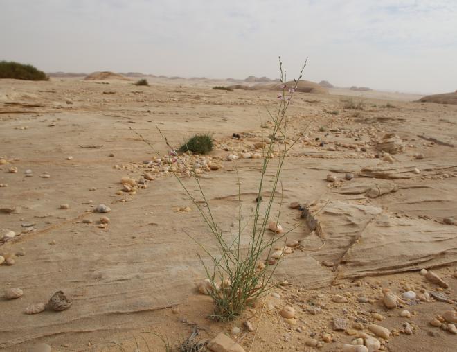 Whole plant