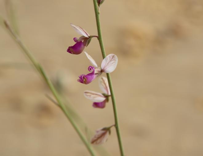 Polygala sinaica var. glabrescens flower
