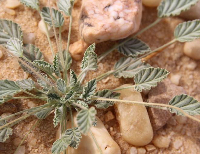 Monsonia nivea leaves