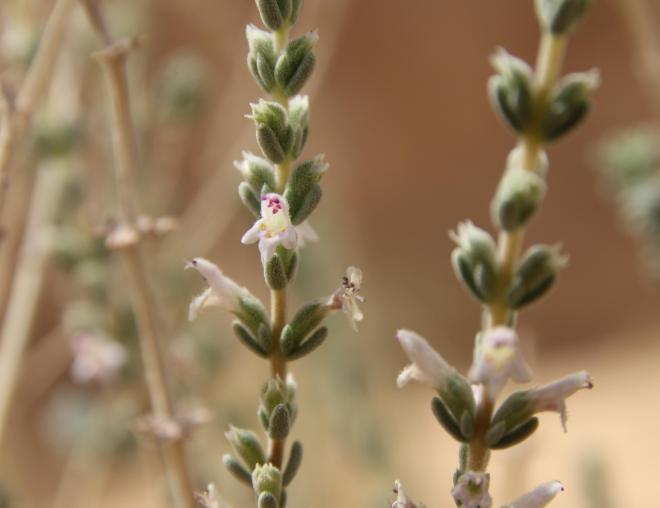 Thymbra nabateorum flowers