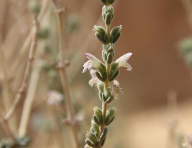 Thymbra nabateorum flowers