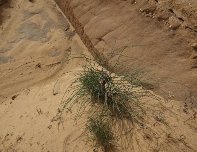 Whole plant