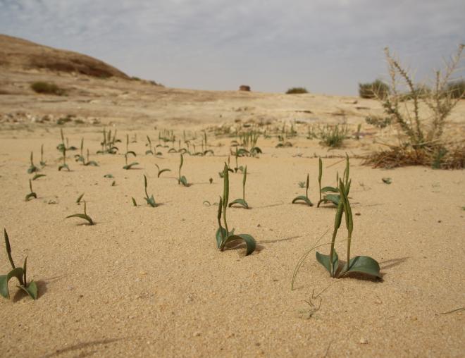 Whole plant
