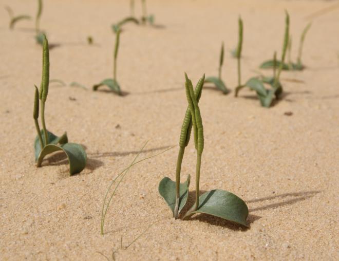 Whole plant