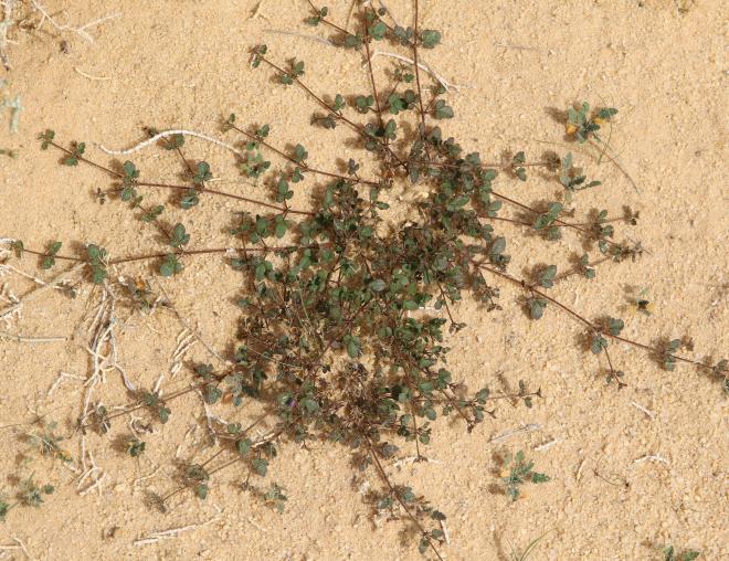 Whole plant