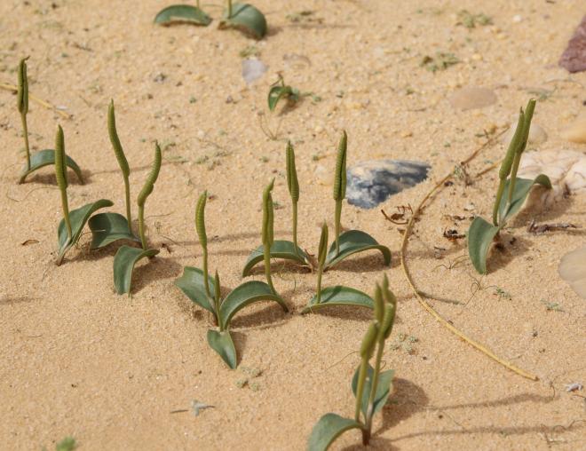Whole plant