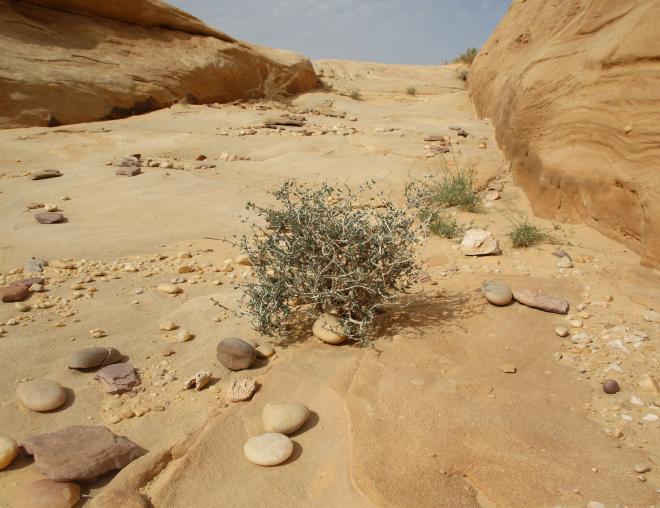 Whole plant