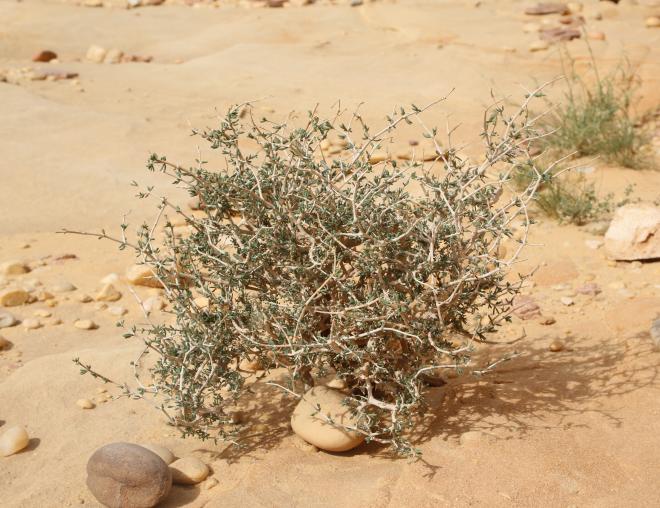 Whole plant