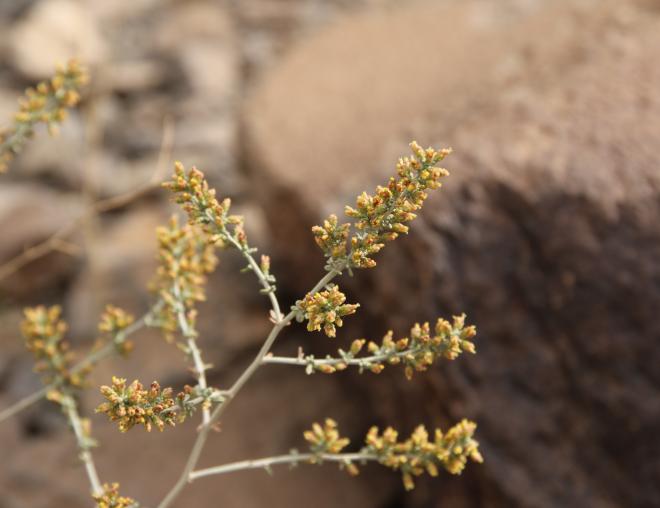 Artemisia sieberi flowers