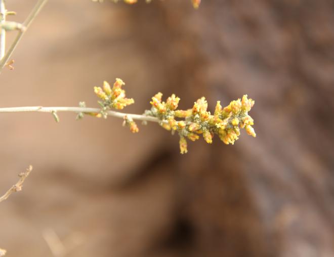 Artemisia sieberi flowers